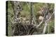 Red-Tailed Hawk with Four Chicks in Nest Near Stanford, Montana, Usa-Chuck Haney-Premier Image Canvas