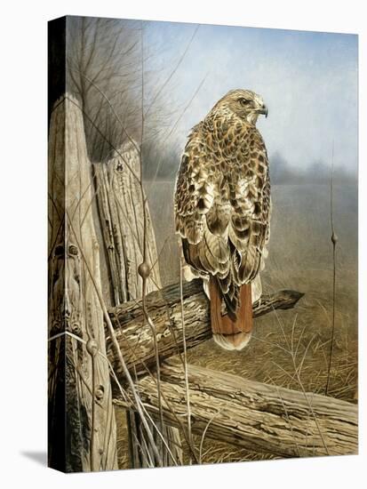 Red Tailed Hawk-Rusty Frentner-Premier Image Canvas