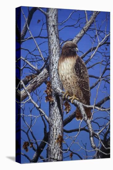 Red Tailed Hawk-Jeff Tift-Premier Image Canvas