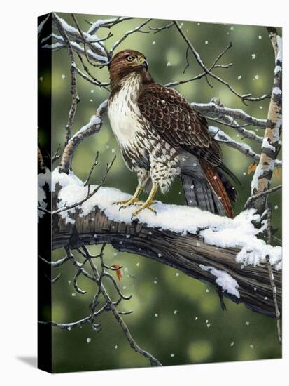 Red Tailed Hawk-William Vanderdasson-Premier Image Canvas