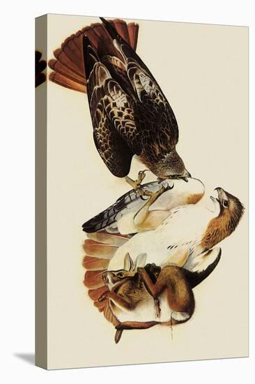 Red-Tailed Hawks-John James Audubon-Premier Image Canvas
