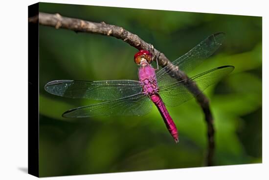 Red-tailed Pennant (Brachymesia furcata) resting on perch-Larry Ditto-Premier Image Canvas