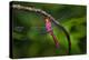 Red-tailed Pennant (Brachymesia furcata) resting on perch-Larry Ditto-Premier Image Canvas