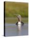 Red-Throated Diver (Gavia Stellata) Adult on Breeding Loch, Flow Country, Highland, Scotland, UK-Mark Hamblin-Premier Image Canvas