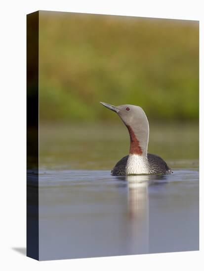 Red-Throated Diver (Gavia Stellata) Adult on Breeding Loch, Flow Country, Highland, Scotland, UK-Mark Hamblin-Premier Image Canvas