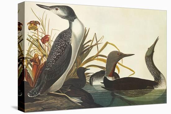 Red-Throated Diver-John James Audubon-Stretched Canvas
