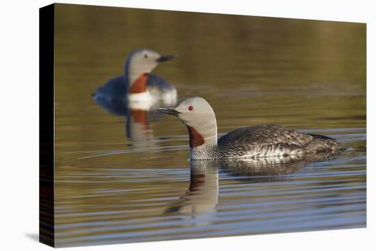Red-Throated Loon Pair-Ken Archer-Premier Image Canvas