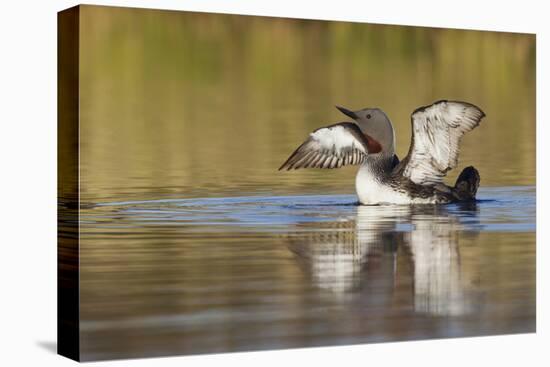 Red-Throated Loon-Ken Archer-Premier Image Canvas