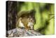 Red Tree Squirrel Posing on Branch in Flagg Ranch, Wyoming-Michael Qualls-Premier Image Canvas