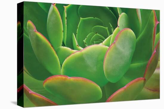 Red Trim Succulent I-Dennis Frates-Stretched Canvas