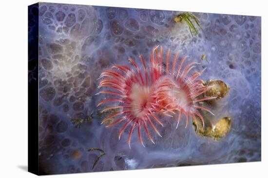 Red Tube Worm (Serpula Vermicularis), Cap De Creus, Costa Brava, Spain-Reinhard Dirscherl-Premier Image Canvas