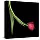 Red Tulip 1-Magda Indigo-Stretched Canvas