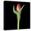 Red Tulip 2-Magda Indigo-Stretched Canvas