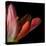 Red Tulip Abstract-Magda Indigo-Stretched Canvas