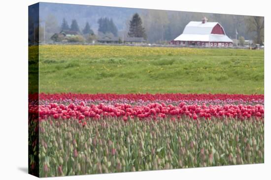 Red Tulip Barn-Dana Styber-Premier Image Canvas