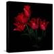 Red Tulip Bouquet-Magda Indigo-Premier Image Canvas