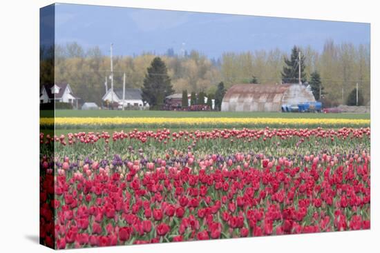 Red Tulip Farm-Dana Styber-Premier Image Canvas