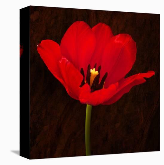 Red Tulip I-Christine Zalewski-Stretched Canvas