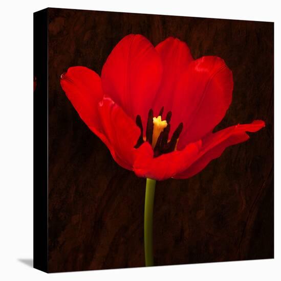 Red Tulip I-Christine Zalewski-Stretched Canvas