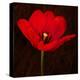 Red Tulip I-Christine Zalewski-Stretched Canvas