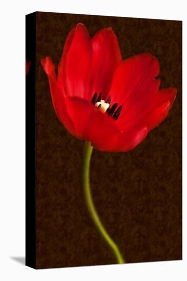 Red Tulip III-Christine Zalewski-Stretched Canvas