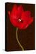 Red Tulip III-Christine Zalewski-Stretched Canvas
