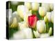 Red tulip in a field of white tulips-Craig Tuttle-Premier Image Canvas