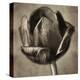 Red Tulip in Black Shades II-Christine Zalewski-Stretched Canvas