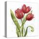 Red Tulip Splash II-Jade Reynolds-Stretched Canvas