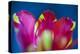 Red Tulip with Yellow Pattern, Close-Up, Detail-Brigitte Protzel-Premier Image Canvas