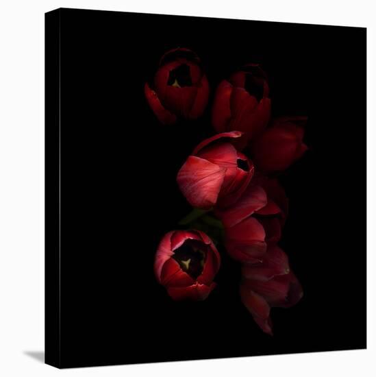 Red Tulips 4-Magda Indigo-Stretched Canvas