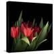 Red Tulips 5-Magda Indigo-Stretched Canvas