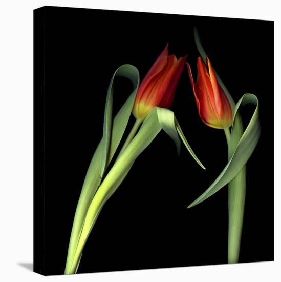 Red Tulips 7-Magda Indigo-Stretched Canvas