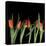 Red Tulips 8-Magda Indigo-Stretched Canvas