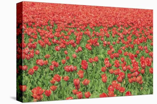 Red Tulips and Green Grass Colour the Landscape in Spring, Netherlands-Roberto Moiola-Premier Image Canvas