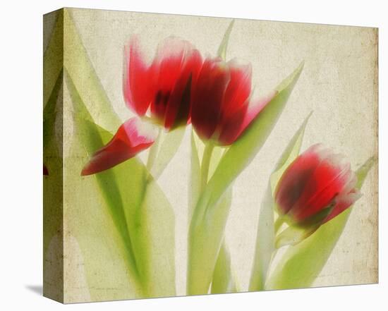 Red Tulips I-Judy Stalus-Stretched Canvas