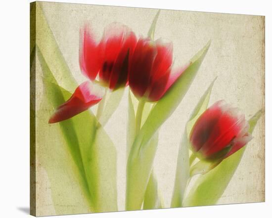 Red Tulips I-Judy Stalus-Stretched Canvas