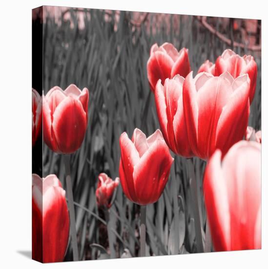 Red Tulips I-Emily Navas-Premier Image Canvas