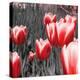 Red Tulips I-Emily Navas-Premier Image Canvas