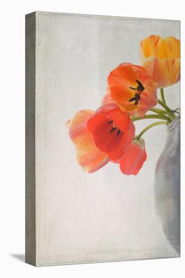 Red Tulips II-Judy Stalus-Stretched Canvas