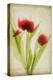 Red Tulips III-Judy Stalus-Stretched Canvas