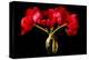 Red Tulips in a Glass Vase-Christine Zalewski-Stretched Canvas
