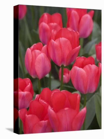 Red Tulips, Keukenhof, Park and Gardens Near Amsterdam, Netherlands, Europe-Amanda Hall-Premier Image Canvas