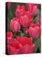 Red Tulips, Keukenhof, Park and Gardens Near Amsterdam, Netherlands, Europe-Amanda Hall-Premier Image Canvas