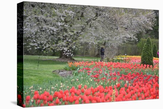 Red Tulips, Longwood Gardens, 2019-Anthony Butera-Premier Image Canvas