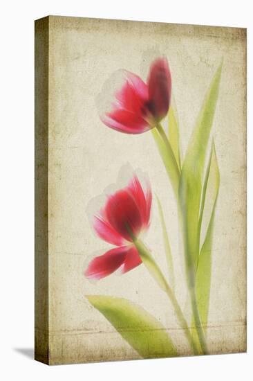 Red Tulips V-Judy Stalus-Stretched Canvas