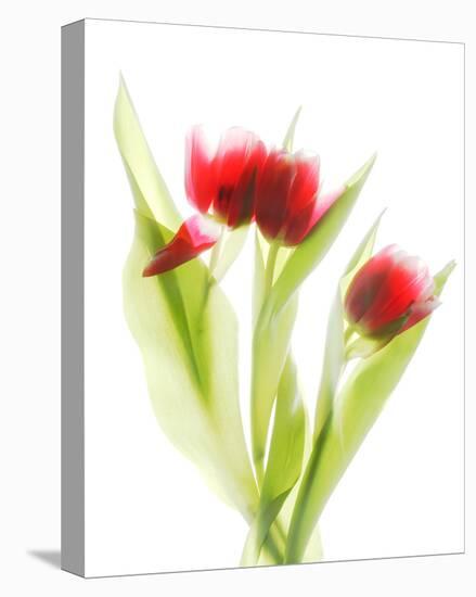 Red Tulips VI-Judy Stalus-Stretched Canvas