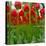 Red Tulips with Raindrops-George Lepp-Premier Image Canvas