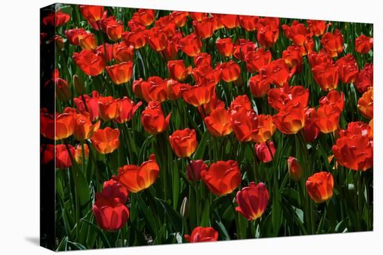 Red Tulips-Howard Ruby-Premier Image Canvas