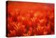 Red Tulips-WizData-Premier Image Canvas